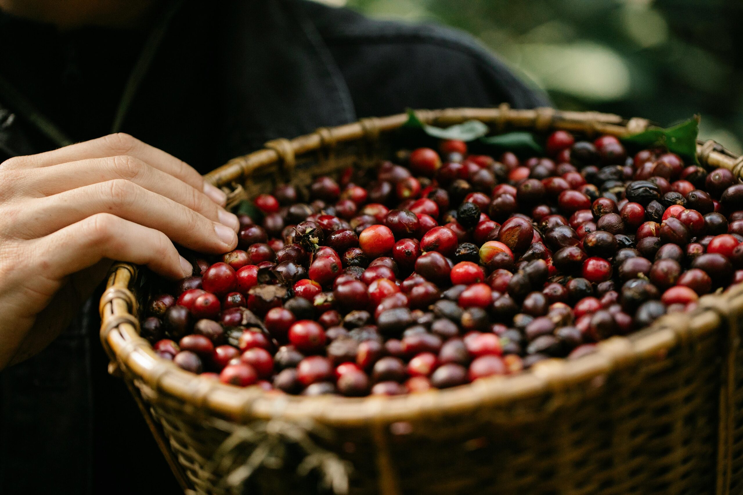 A basket of freshly harvested organic apples, straight from the farm to your table.